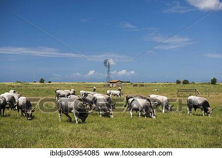 "Herd of cattle, Natural Park of Maremma, at Grosseto, Tuscany, Italy, Europe" View Large Photo Image Stock Photography - "Herd of cattle, Natural Park of Maremma, at Grosseto, Tuscany, Italy, Europe". Fotosearch