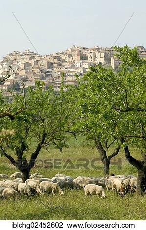 "Herd of ewes in front of village of Horta de San Juan, Els Ports Natural Park, Catalonia, Spain, Europe" View Large Photo Image Stock Image - "Herd of ewes in front of village of Horta de San Juan, Els Ports Natural Park, Catalonia, Spain, Europe". Fotosearch