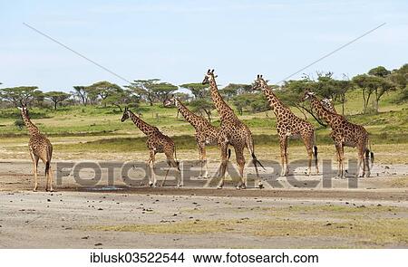 "Herd of Giraffes (Giraffa camelopardalis) in front of an acacia tree forest, Serengeti, Tanzania, Africa" View Large Photo Image Picture - "Herd of Giraffes (Giraffa camelopardalis) in front of an acacia tree forest, Serengeti, Tanzania, Africa". Fotosearch