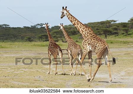 "Herd of Giraffes (Giraffa camelopardalis) in front of an acacia tree forest, Serengeti, Tanzania, Africa" View Large Photo Image Picture - "Herd of Giraffes (Giraffa camelopardalis) in front of an acacia tree forest, Serengeti, Tanzania, Africa". Fotosearch