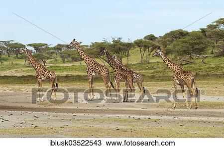 "Herd of Giraffes (Giraffa camelopardalis) in front of an acacia tree forest, Serengeti, Tanzania, Africa" View Large Photo Image Stock Image - "Herd of Giraffes (Giraffa camelopardalis) in front of an acacia tree forest, Serengeti, Tanzania, Africa". Fotosearch