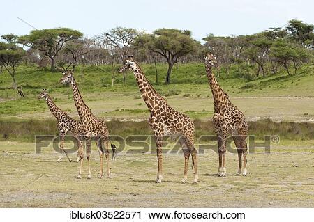 "Herd of Giraffes (Giraffa camelopardalis) in front of an acacia tree forest, Serengeti, Tanzania, Africa" View Large Photo Image Stock Image - "Herd of Giraffes (Giraffa camelopardalis) in front of an acacia tree forest, Serengeti, Tanzania, Africa". Fotosearch
