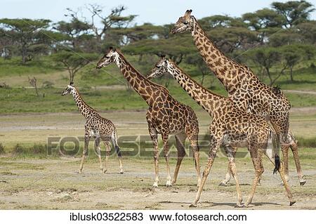 "Herd of Giraffes (Giraffa camelopardalis) in front of an acacia tree forest, Serengeti, Tanzania, Africa" View Large Photo Image Stock Image - "Herd of Giraffes (Giraffa camelopardalis) in front of an acacia tree forest, Serengeti, Tanzania, Africa". Fotosearch