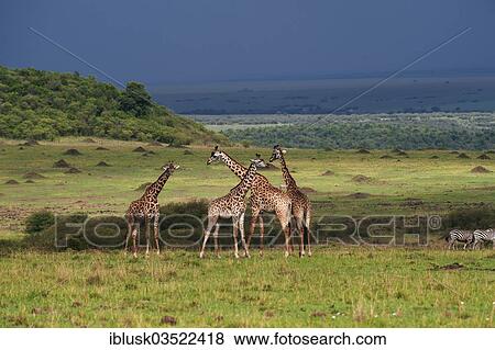 "Herd of Giraffes (Giraffa camelopardalis) standing in front of an approaching storm, Massai Mara, Serengeti, Rift Valley province, Kenya, Africa" View Large Photo Image Stock Photo - "Herd of Giraffes (Giraffa camelopardalis) standing in front of an approaching storm, Massai Mara, Serengeti, Rift Valley province, Kenya, Africa". Fotosearch