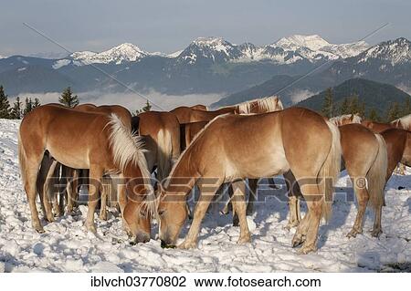 "Herd of Haflinger horses in the snow, Tyrol, Austria, Europe" View Large Photo Image Stock Image - "Herd of Haflinger horses in the snow, Tyrol, Austria, Europe". Fotosearch