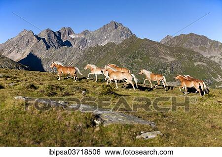 "Herd of Haflinger horses trotting in front of mountains on an alpine pasture, Stubai Alps, Tyrol, Austria, Europe" View Large Photo Image Stock Photograph - "Herd of Haflinger horses trotting in front of mountains on an alpine pasture, Stubai Alps, Tyrol, Austria, Europe". Fotosearch