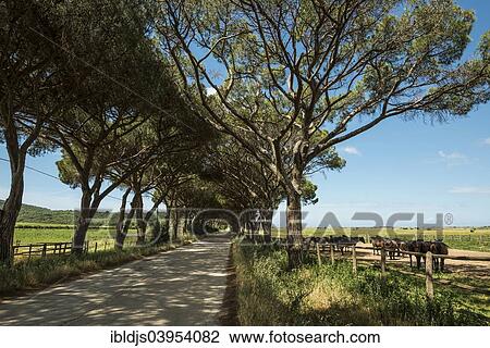 Stock Image - "Herd of horses and pine avenue, Natural Park of Maremma, at Grosseto, Tuscany, Italy, Europe". Fotosearch