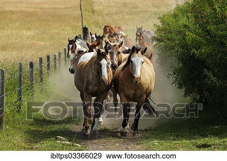 "Herd of horses galloping through the prairie, Saskatchewan Province, Canada, North America" View Large Photo Image Stock Photo - "Herd of horses galloping through the prairie, Saskatchewan Province, Canada, North America". Fotosearch