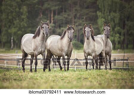 "Herd of mares, Konik or Polish wild horses" View Large Photo Image Stock Image - "Herd of mares, Konik or Polish wild horses". Fotosearch