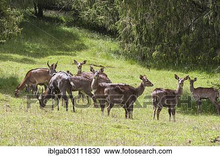 Stock Image - "Herd of Mountain Nyalas or Balboks (Tragelaphus buxtoni), Bale Mountains, Ethiopia, Africa". Fotosearch
