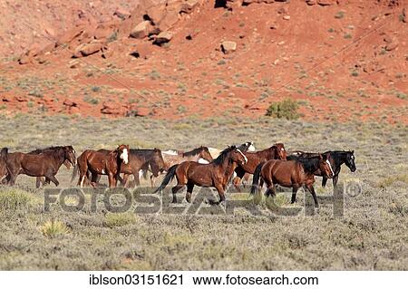 "Herd of mustangs, Monument Valley, Utah, United States, North America" View Large Photo Image Stock Image - "Herd of mustangs, Monument Valley, Utah, United States, North America". Fotosearch