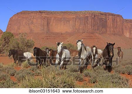 "Herd of mustangs, Monument Valley, Utah, United States, North America" View Large Photo Image Stock Image - "Herd of mustangs, Monument Valley, Utah, United States, North America". Fotosearch