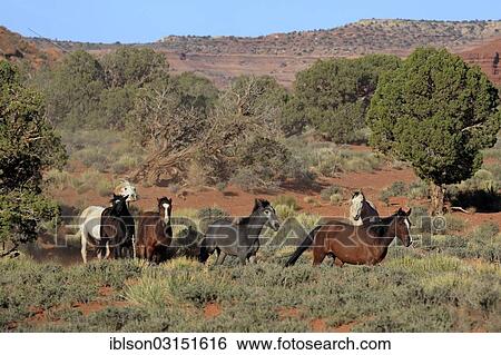 "Herd of mustangs, Monument Valley, Utah, United States, North America" View Large Photo Image Stock Photograph - "Herd of mustangs, Monument Valley, Utah, United States, North America". Fotosearch