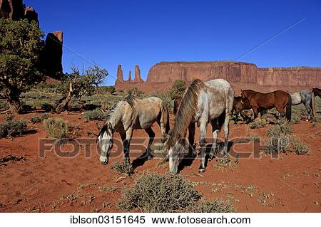 "Herd of mustangs, Monument Valley, Utah, United States, North America" View Large Photo Image Stock Photography - "Herd of mustangs, Monument Valley, Utah, United States, North America". Fotosearch