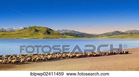 "Herd of sheep and shepherd on the shore of Lake Van, Turkey, Asia" View Large Photo Image Stock Photo - "Herd of sheep and shepherd on the shore of Lake Van, Turkey, Asia". Fotosearch