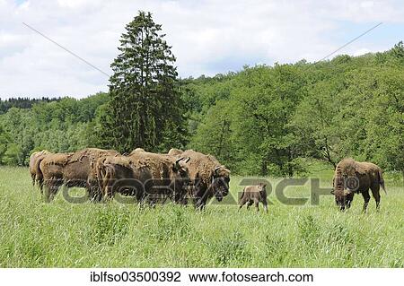 "Herd of Wisent or European Bison (Bison bonasus), captive, North Rhine-Westphalia, Germany, Europe" View Large Photo Image Stock Image - "Herd of Wisent or European Bison (Bison bonasus), captive, North Rhine-Westphalia, Germany, Europe". Fotosearch
