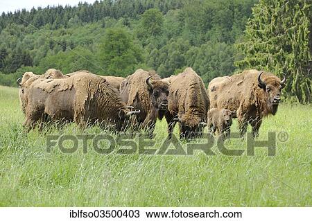 "Herd of Wisent or European Bison (Bison bonasus), captive, North Rhine-Westphalia, Germany, Europe" View Large Photo Image Stock Image - "Herd of Wisent or European Bison (Bison bonasus), captive, North Rhine-Westphalia, Germany, Europe". Fotosearch