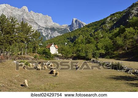 Picture - "Herder with sheep in Theth or Thethi valley, Theth National Park, Albanian Alps, Albania, The Balkans, Europe". Fotosearch