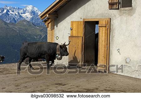 "Herens cow entering a stable, Canton of Valais, Switzerland, Europe" View Large Photo Image Stock Image - "Herens cow entering a stable, Canton of Valais, Switzerland, Europe". Fotosearch