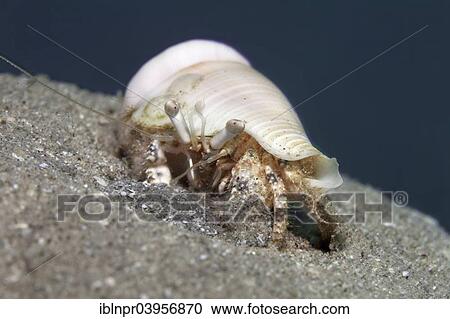 "Hermit Crab (Dardanus sp. ) on sandy ground, Red Sea, Makadi Bay, Hurghada, Egypt, Africa" View Large Photo Image Stock Image - "Hermit Crab (Dardanus sp. ) on sandy ground, Red Sea, Makadi Bay, Hurghada, Egypt, Africa". Fotosearch