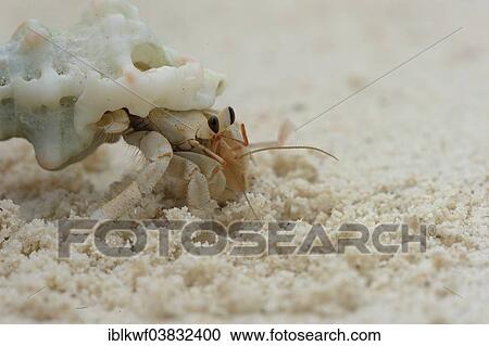 "Hermit Crab (Paguroidea) crawling along the beach, Runi Island, Biak, West Papua, Indonesia, Asia" View Large Photo Image Stock Image - "Hermit Crab (Paguroidea) crawling along the beach, Runi Island, Biak, West Papua, Indonesia, Asia". Fotosearch