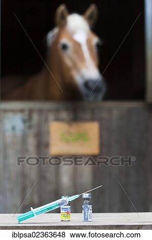 "Herpes vaccine and influenza vaccine for horses, bottles of serum and an injection needle in front of a chestnut Haflinger horse" View Large Photo Image Stock Photo - "Herpes vaccine and influenza vaccine for horses, bottles of serum and an injection needle in front of a chestnut Haflinger horse". Fotosearch