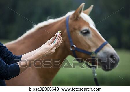 "Herpes vaccine for a Haflinger horse, chestnut" View Large Photo Image Stock Image - "Herpes vaccine for a Haflinger horse, chestnut". Fotosearch