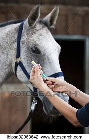 "Herpes vaccine for a Holsteiner Warmblood horse, gray" View Large Photo Image Stock Image - "Herpes vaccine for a Holsteiner Warmblood horse, gray". Fotosearch