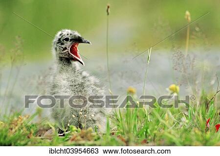 Stock Image - "Herring Gull (Larus argentatus) chick, Lofoten, Norway, Europe". Fotosearch