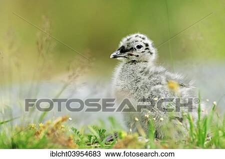 Stock Image - "Herring Gull (Larus argentatus) chick, Lofoten, Norway, Europe". Fotosearch