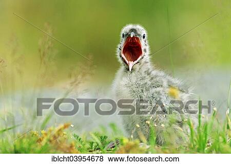 "Herring Gull (Larus argentatus) chick, Lofoten, Norway, Europe" View Large Photo Image Stock Photo - "Herring Gull (Larus argentatus) chick, Lofoten, Norway, Europe". Fotosearch
