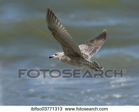 "Herring Gull (Larus argentatus) in flight, Mecklenburg-Western Pomerania, Germany, Europe" View Large Photo Image Stock Image - "Herring Gull (Larus argentatus) in flight, Mecklenburg-Western Pomerania, Germany, Europe". Fotosearch