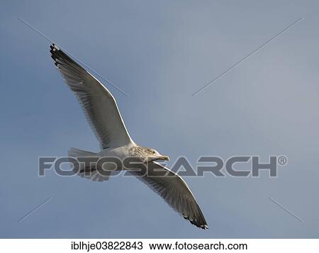 "Herring Gull (Larus argentatus) in flight, Texel, North Holland, Netherlands" View Large Photo Image Stock Image - "Herring Gull (Larus argentatus) in flight, Texel, North Holland, Netherlands". Fotosearch