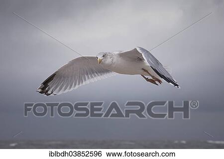 "Herring Gull (Larus argentatus), in flight, Sylt, Schleswig-Holstein, Germany, Europe" View Large Photo Image Stock Photograph - "Herring Gull (Larus argentatus), in flight, Sylt, Schleswig-Holstein, Germany, Europe". Fotosearch
