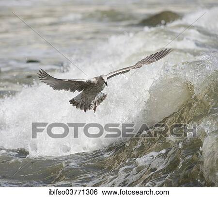 "Herring Gull (Larus argentatus) in flight, Mecklenburg-Western Pomerania, Germany, Europe" View Large Photo Image Stock Photograph - "Herring Gull (Larus argentatus) in flight, Mecklenburg-Western Pomerania, Germany, Europe". Fotosearch