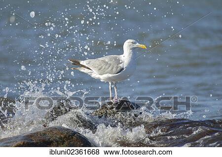 Herring Gull (Larus argentatus) sitting on a rock in the Baltic Sea View Large Photo Image Stock Photo - Herring Gull (Larus argentatus) sitting on a rock in the Baltic Sea. Fotosearch