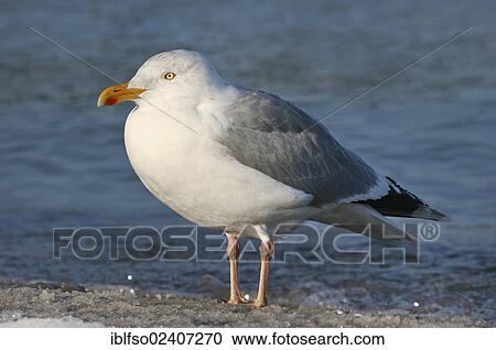 Stock Image - "Herring Gull (Larus argentatus), Mecklenburg-Western Pomerania, Germany, Europe". Fotosearch