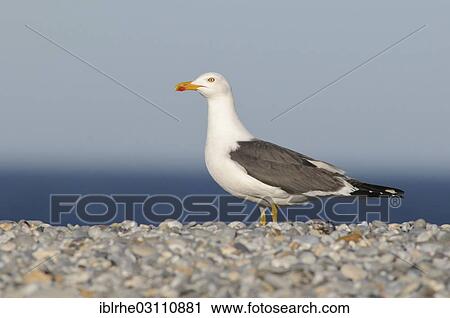"Herring gull (Larus argentatus) perched on a pebble beach, Helgoland, Helgoland, Schleswig-Holstein, Germany, Europe" View Large Photo Image Stock Image - "Herring gull (Larus argentatus) perched on a pebble beach, Helgoland, Helgoland, Schleswig-Holstein, Germany, Europe". Fotosearch