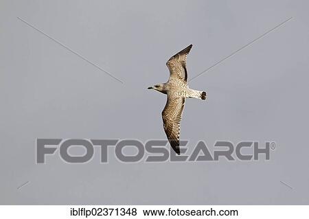 Stock Photo - "Herring Gull (Larus argentatus), juvenile, in flight, Suffolk, England, United Kingdom, Europe". Fotosearch