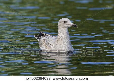 Stock Photo - "Herring Gull (Larus argentatus), juvenile, swimming on boating lake in city parkland, Regent's Park, London, London region, England, United Kingdom, Europe". Fotosearch