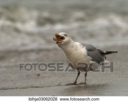 Stock Photo - "Herring gull (Larus argentatus), Texel, The Netherlands, Europe". Fotosearch