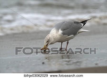 "Herring gull (Larus argentatus), Texel, The Netherlands, Europe" View Large Photo Image Stock Photo - "Herring gull (Larus argentatus), Texel, The Netherlands, Europe". Fotosearch