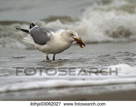 "Herring gull (Larus argentatus), The Netherlands, Europe" View Large Photo Image Stock Photo - "Herring gull (Larus argentatus), The Netherlands, Europe". Fotosearch