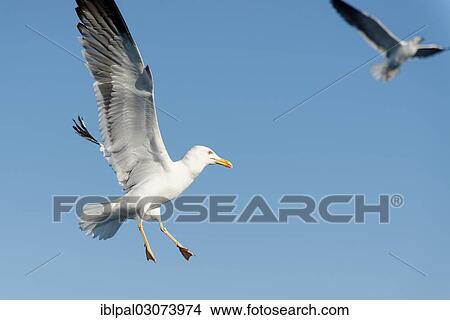 Picture - "Herring gulls (Larus argentatus) in flight, Sweden, Europe". Fotosearch
