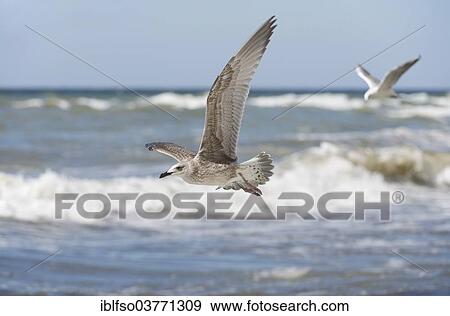 "Herring Gulls (Larus argentatus) in flight, Mecklenburg-Western Pomerania, Germany, Europe" View Large Photo Image Stock Photo - "Herring Gulls (Larus argentatus) in flight, Mecklenburg-Western Pomerania, Germany, Europe". Fotosearch