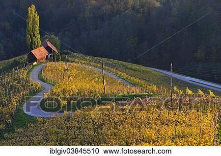 "Herzlstrasse or Heart Street in the evening light, South Styrian Wine Road, Styria, Austria, Europe" View Large Photo Image Stock Image - "Herzlstrasse or Heart Street in the evening light, South Styrian Wine Road, Styria, Austria, Europe". Fotosearch