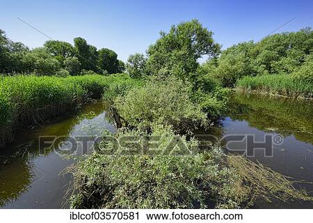 Stock Image - "Heuckenlock Nature Reserve, Wilhelmsburg, Hamburg, Hamburg, Germany, Europe". Fotosearch