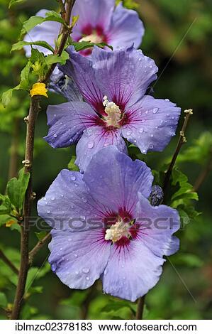 "Hibiscus (Hibiscus) covered with drops of water, Eckental, Middle Franconia, Bavaria, Germany, Europe" View Large Photo Image Stock Image - "Hibiscus (Hibiscus) covered with drops of water, Eckental, Middle Franconia, Bavaria, Germany, Europe". Fotosearch