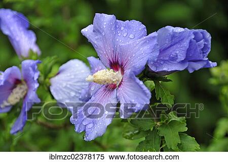 "Hibiscus (Hibiscus) covered with drops of water, Eckental, Middle Franconia, Bavaria, Germany, Europe" View Large Photo Image Stock Photography - "Hibiscus (Hibiscus) covered with drops of water, Eckental, Middle Franconia, Bavaria, Germany, Europe". Fotosearch