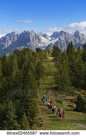 Stock Photo - "Hickers with llamas during a llama tour near Hochsteinhuette mountain hut, Carnic Dolomites, Upper Lienz, Puster Valley, East Tyrol, Austria, Europe". Fotosearch